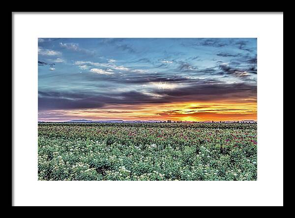 Visions West Valley Framed Print featuring the photograph Rose Fields 48x by Randy Jackson