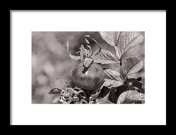 Rose Hip Framed Print featuring the photograph Rose Hip by Linda Lees