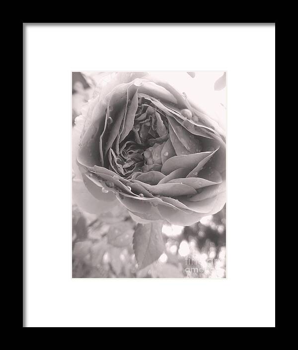 Rose Framed Print featuring the photograph Rose Laughs In Full-blown Beauty BNW by Leonida Arte