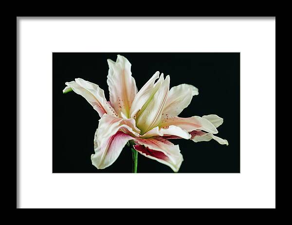 Lily Framed Print featuring the photograph Rose Lily 1287 by Pamela S Eaton-Ford