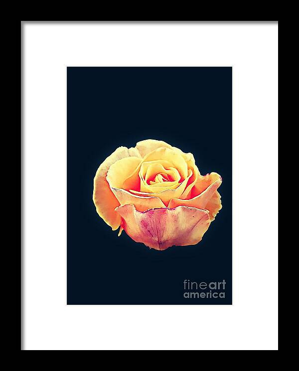 A Single Rose Framed Print featuring the photograph Rose Love by Tracey Lee Cassin