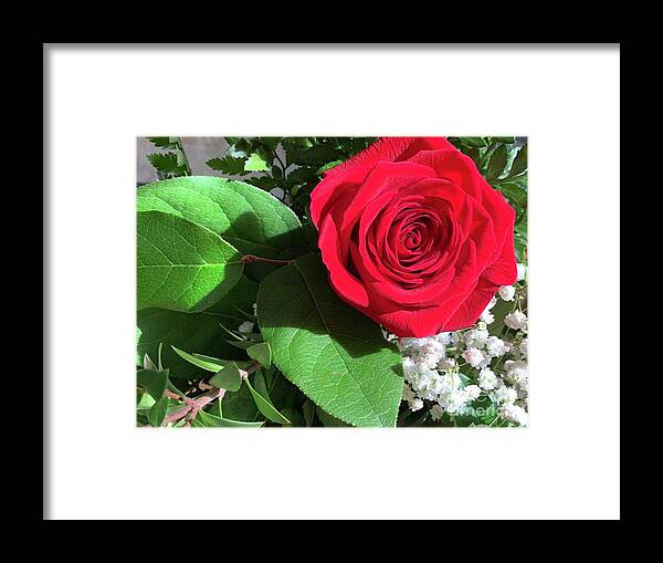 Rose Framed Print featuring the photograph Rose on the Side by Catherine Wilson