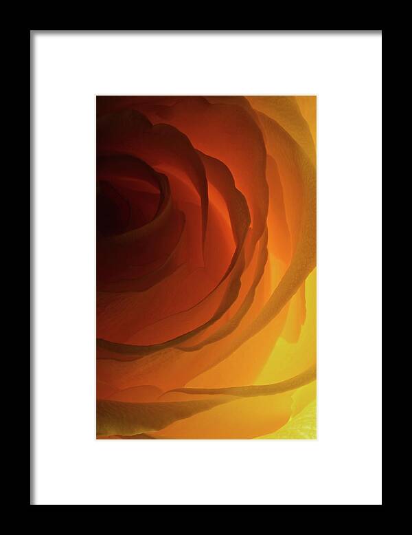 Macro Framed Print featuring the photograph Rose Yellow 2295 by Julie Powell