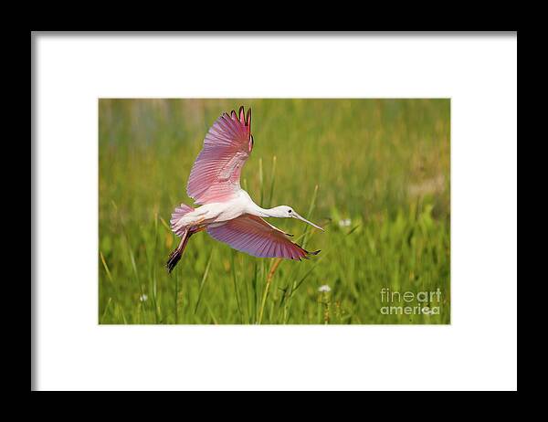 Spoonbill Framed Print featuring the photograph Roseata Spoonbill by Les Greenwood