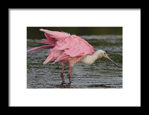 Roseate Spoonbill Framed Print featuring the photograph Roseate Spoonbill 14 by Mingming Jiang
