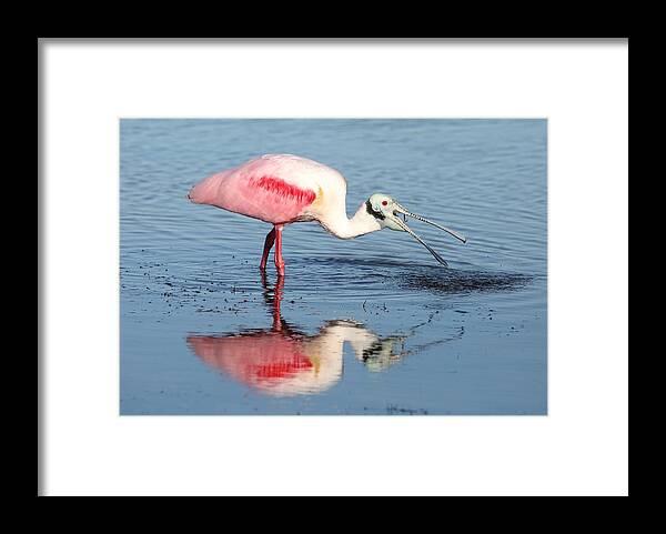 Roseate Spoonbill Framed Print featuring the photograph Roseate Spoonbill 17 by Mingming Jiang