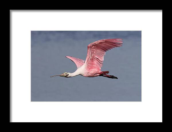 Roseate Spoonbill Framed Print featuring the photograph Roseate Spoonbill 7 by Mingming Jiang