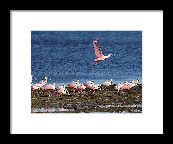 Roseate Spoonbill Framed Print featuring the photograph Roseate Spoonbills Gather Together 5 by Mingming Jiang