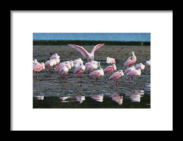 Roseate Spoonbill Framed Print featuring the photograph Roseate Spoonbills Gather Together 6 #1 by Mingming Jiang