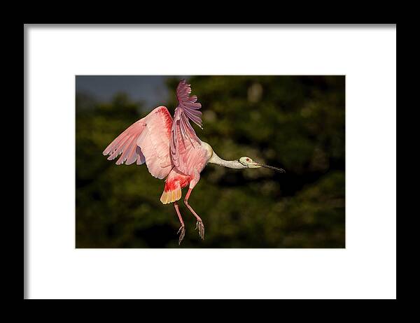 Spoonbill Framed Print featuring the photograph Roseate Spoonbill In Flight by Susan Candelario