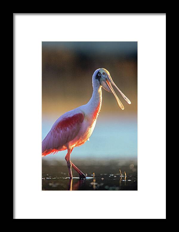 Tim Fitzharris Framed Print featuring the photograph Roseate Spoonbill by Tim Fitzharris