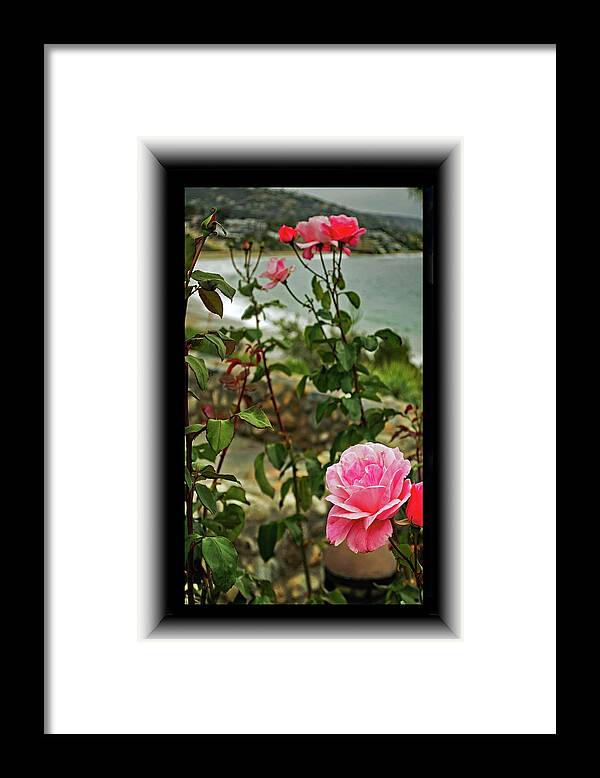 Roses Framed Print featuring the photograph Roses by the Sea by Richard Risely