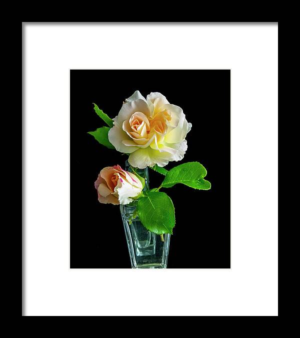 Roses Framed Print featuring the photograph Roses by Cathy Kovarik