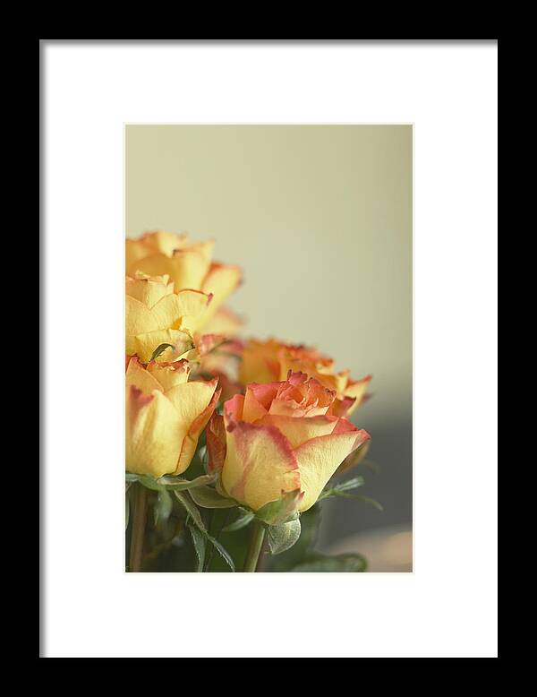 Petal Framed Print featuring the photograph Roses by Heidi Coppock-Beard