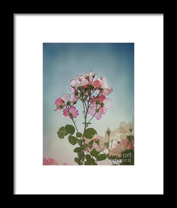 Roses Framed Print featuring the photograph Roses in the Sky by Elaine Teague