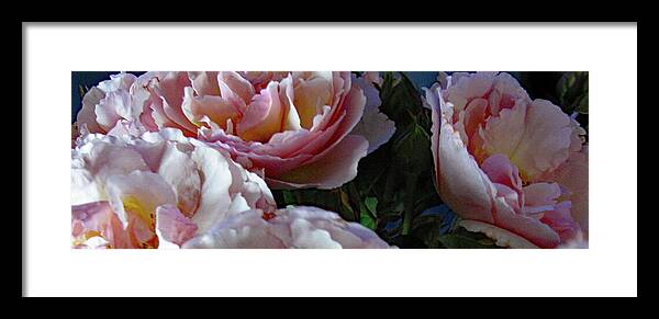 Rose Framed Print featuring the photograph Roses Pink Evelyn by Corinne Carroll
