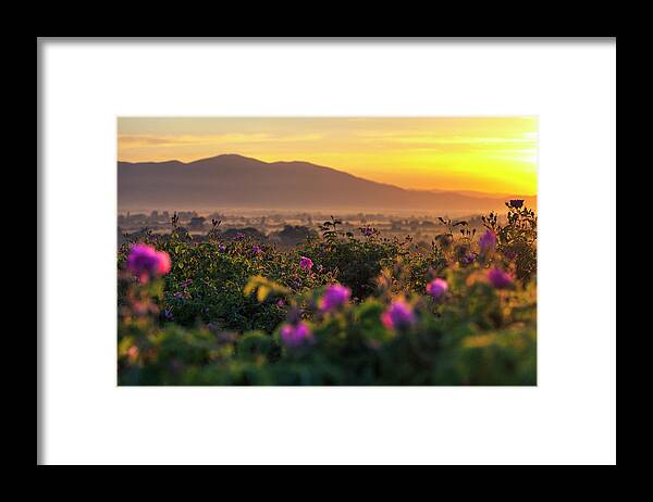 Bulgaria Framed Print featuring the photograph Roses Valley by Evgeni Dinev