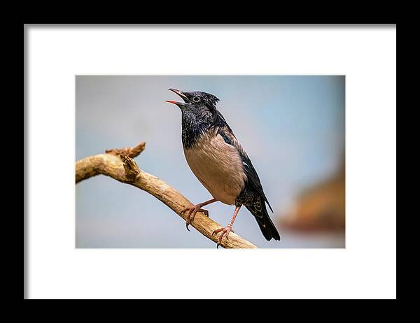 Rosy Framed Print featuring the photograph Rosy Starling Bird On Branch by Artur Bogacki
