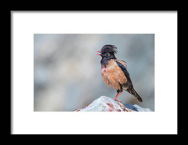 Animal Framed Print featuring the photograph Rosy starling calling - Pastor roseus by Jivko Nakev