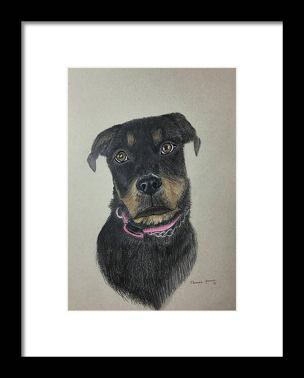 Rottweiler Framed Print featuring the drawing Rottweiler by Thomas Janos