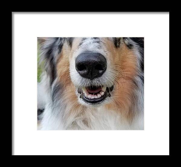 Rough Collie Framed Print featuring the painting Rough Collie-Miriam Inglehart Mask by Nadi Spencer