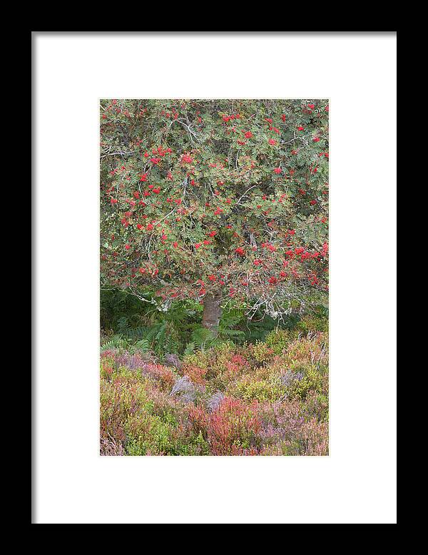 Landscape - Scenery Framed Print featuring the photograph Rowan Tree, Bilberries and Heather by Anita Nicholson