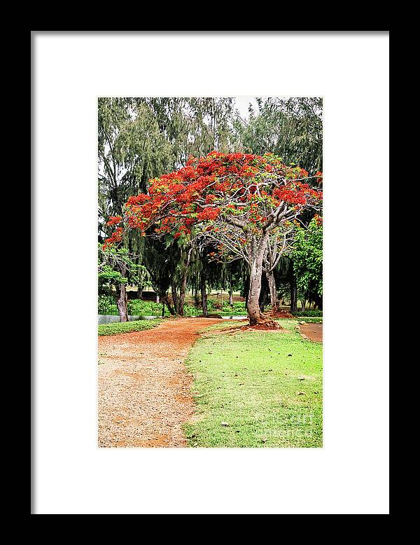 Red Framed Print featuring the photograph Royal Poinciana Tree - Kauai by Scott Pellegrin