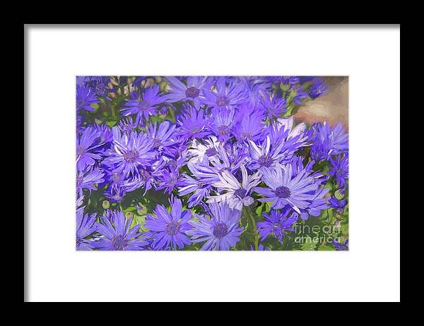 Royal Framed Print featuring the photograph Royal Purple and White Dome Asters by Diana Mary Sharpton