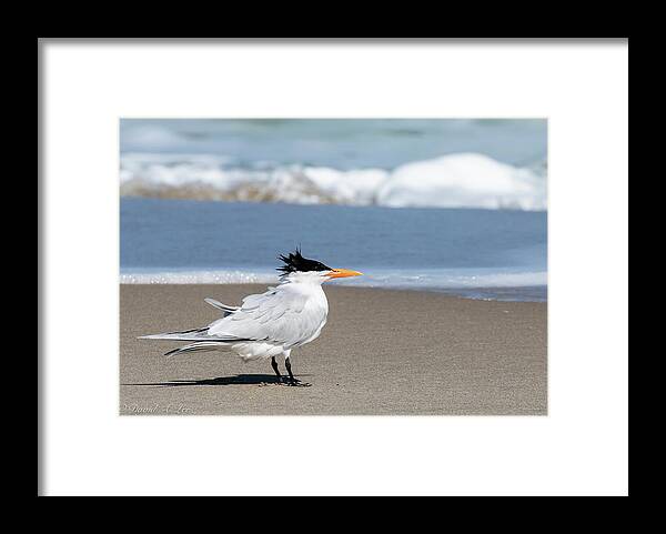 Birds Framed Print featuring the photograph Royal Tern by David Lee