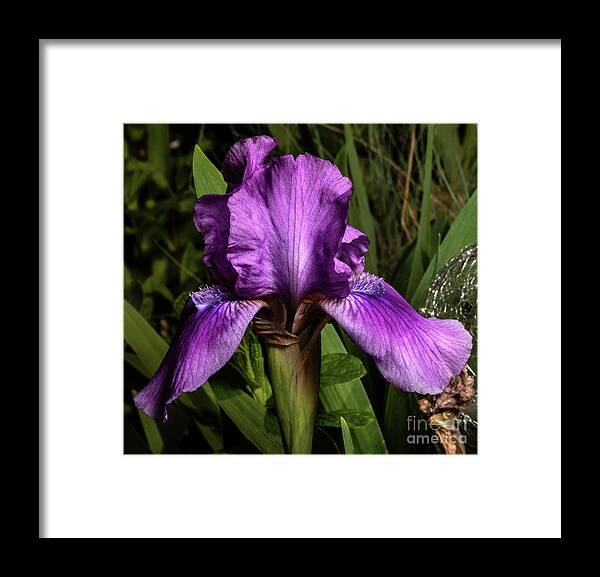 Iris Framed Print featuring the photograph Royally by Doug Norkum