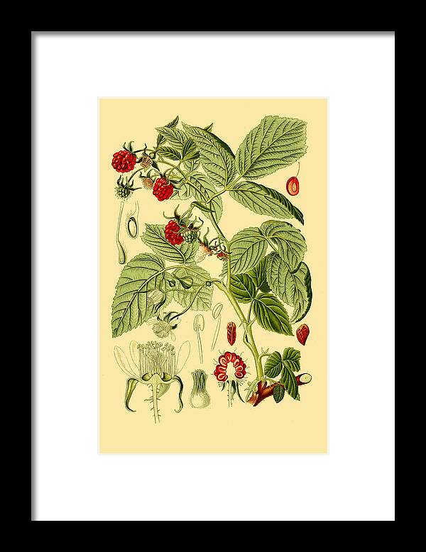 Otto Wilhelm Thome Framed Print featuring the drawing Rubus idaeus by Otto Wilhelm Thome