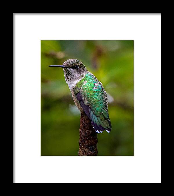 Hummingbird Framed Print featuring the photograph Ruby-throated Hummingbird Portrait by Susan Rydberg