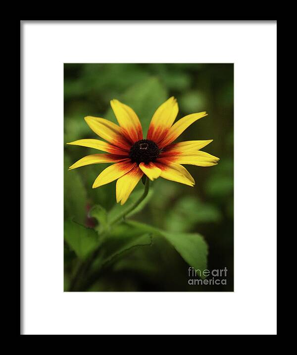 Color Framed Print featuring the photograph Rudbeckia Flower In The Shadows Of My Garden by Dorothy Lee