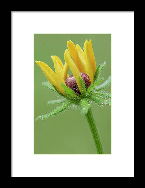 Bloom Framed Print featuring the photograph Rudbekia Opening by Phil And Karen Rispin