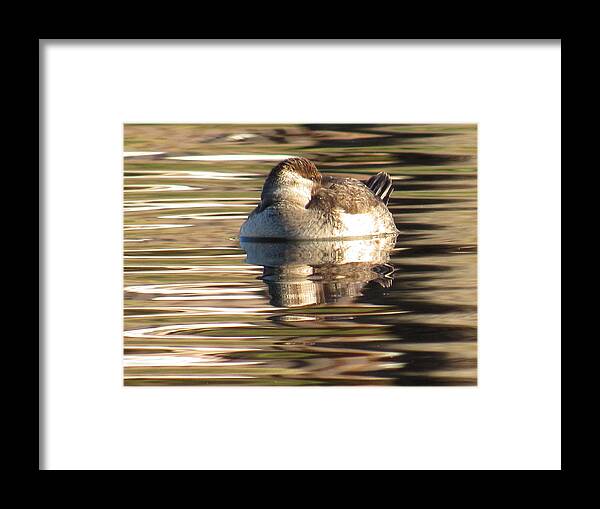 Ruddy Duck Framed Print featuring the photograph Ruddy Duck Female Snoozing by Adrienne Wilson