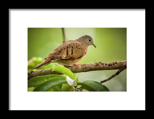 Casanare Framed Print featuring the photograph Ruddy Ground Dove Canaguaros Tauramena Casanare Colombia by Adam Rainoff