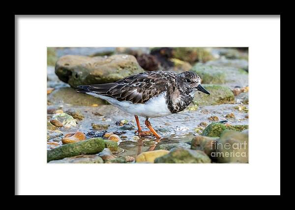 Color Framed Print featuring the photograph Ruddy Turnstone Standing at La Caleta Beach Cadiz Andalusia by Pablo Avanzini