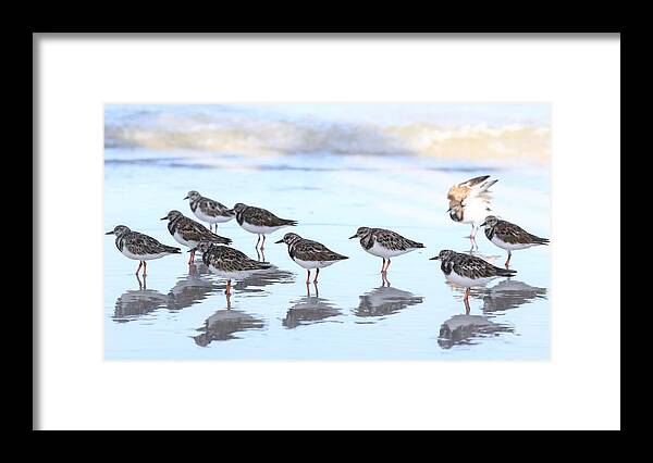 Ruddy Turnstones Framed Print featuring the photograph Ruddy Turnstones by Mingming Jiang