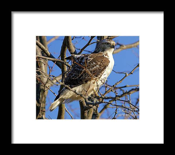 Red Tail Hawk Framed Print featuring the photograph Ruffled Red Tail Hawk by Yvonne M Smith