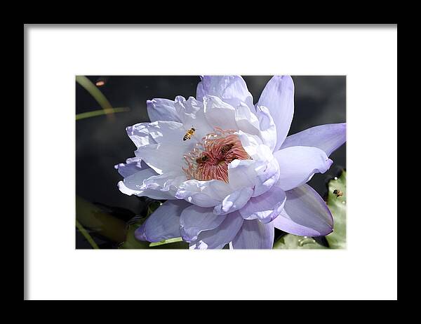 Water Lily Framed Print featuring the photograph Ruffled Water Lily by Mingming Jiang