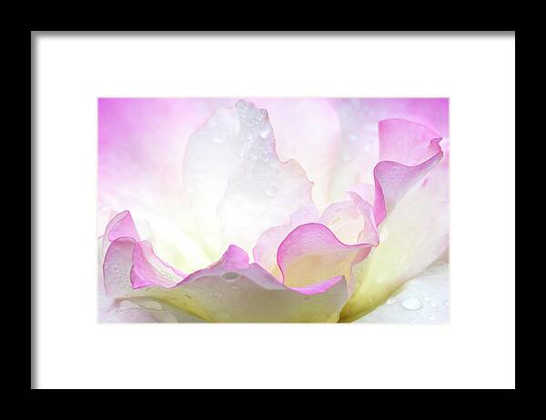Flowers Framed Print featuring the photograph Ruffles by Patty Colabuono