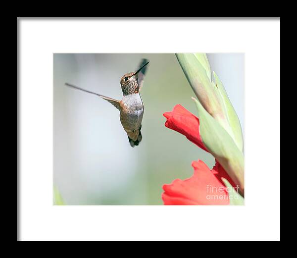 Rufous Framed Print featuring the photograph Rufous Flying by Kristine Anderson