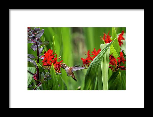 Rufous Hummingbird Framed Print featuring the photograph Rufous Hummingbird Feeding, No. 3 by Belinda Greb