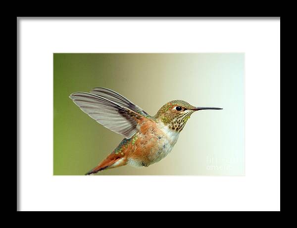 Kmaphoto Framed Print featuring the photograph Rufous in Flight by Kristine Anderson