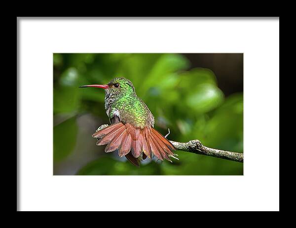 Colombia Framed Print featuring the photograph Rufous Tailed Hummingbird Hacienda Guadalajara Palmira Colombia by Adam Rainoff