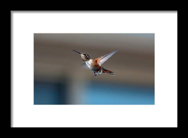 Hummingbird Framed Print featuring the photograph Rufus Hummingbird by Rick Mosher