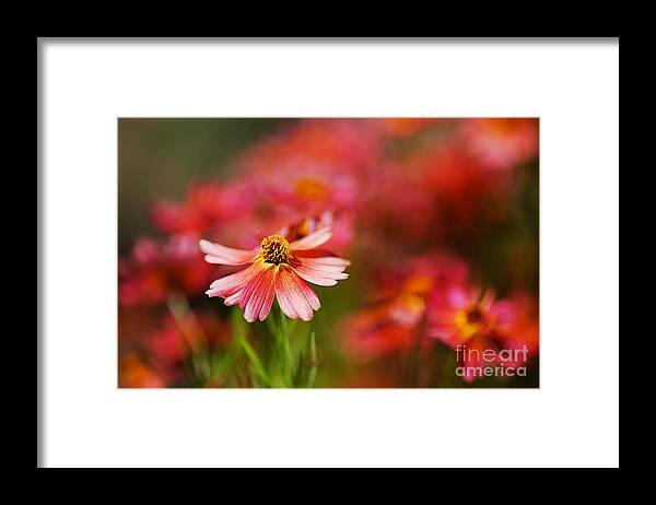 Tickseed Framed Print featuring the photograph Rum Punch Plant Warmth Coreopsis by Joy Watson