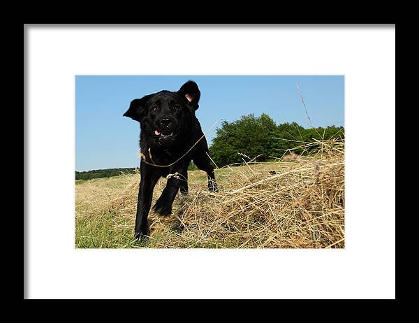 Grass Framed Print featuring the photograph Running and jumping hunting black Labrador Retreiver dog in hay by Pejft