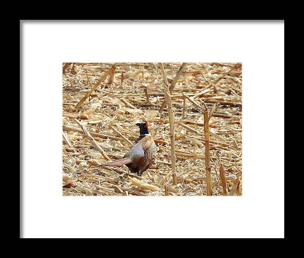 Pheasant Framed Print featuring the photograph Running Pheasant by Amanda R Wright