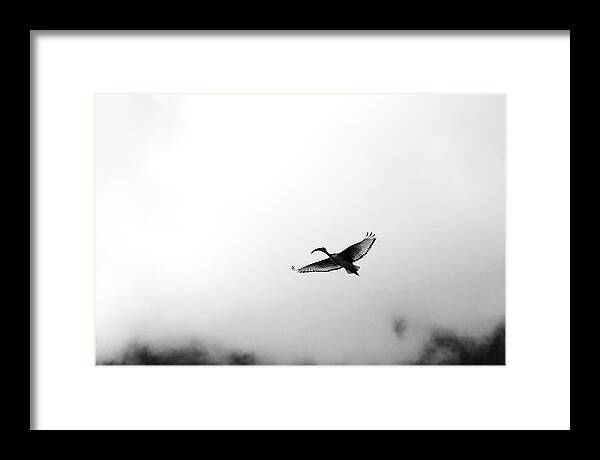  Framed Print featuring the photograph Sacred Flight by Mia Badenhorst